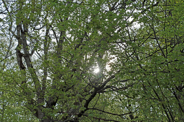Fototapeta premium branches of a tree