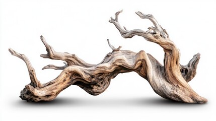 Fototapeta premium Twisted Driftwood Branch