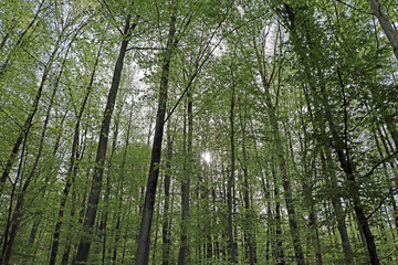 Fototapeta premium green ttrees forest