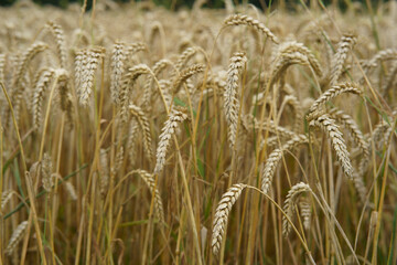 Ripe ears of wheat in the field. Grain crop ready for harvesting