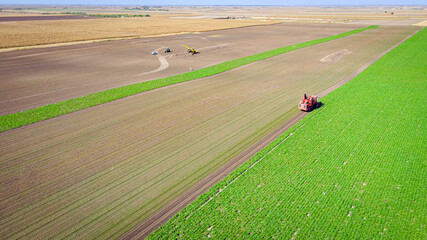 Aerial view of combine, harvester machine harvest ripe sugar beet