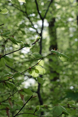 leaves in the forrest