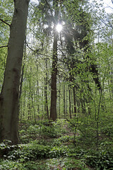 forest in the morning