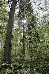 trees in the forest