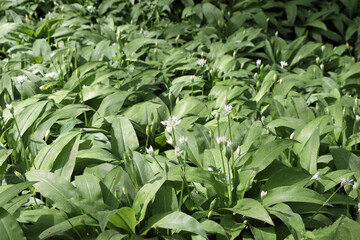 wild garlic in the forrest
