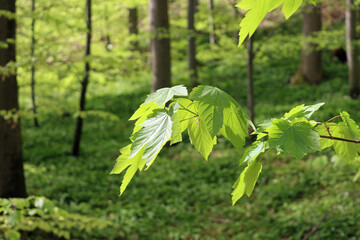 leaves in spring