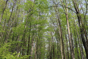 Trees in the forrest