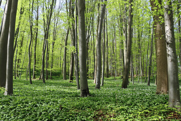 trees in the forest with wild garlic