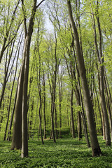 trees in the forest with garlic