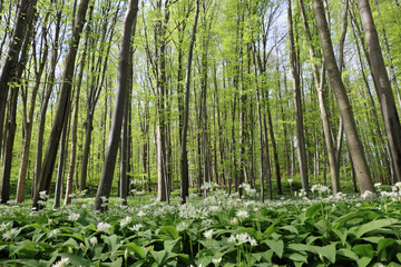 garlic in the forrest