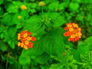 red and yellow flowers