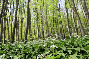 wild garlic in the woods