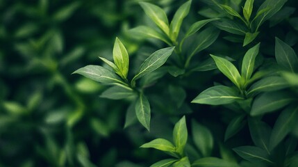 Obraz premium imaginative green backdrop