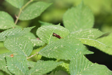 fly on a leaf