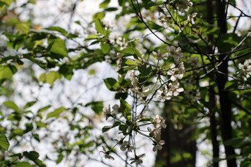 blossoming tree in spring
