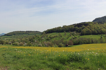 landscape in the summer