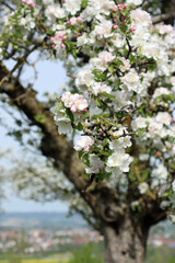 tree in bloom