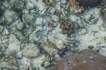 coral reef in the sea