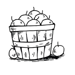 hand drawn fruit in a wooden basket illustration doodle style