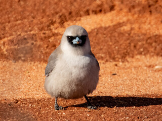 Black-faced Woodswallow - Artamus cinereus