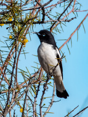 Pied Honeyeater - Certhionyx variegatus in Australia