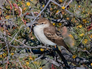 White-winged Triller - Lalage tricolor in Australia