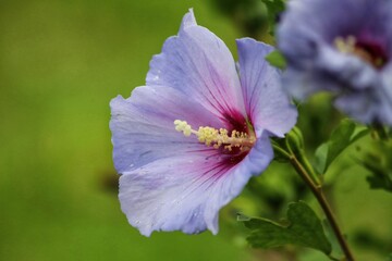 Purple hibiscus syriacus, common names syrian ketmia, shrub althea and rose mallow.
