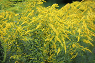 Solidago virgaurea. Small yellow goldenrod flower.