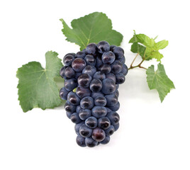 Fototapeta premium Pinot Noir grape with leaves on white background