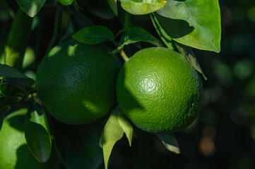 green oranges on a tree