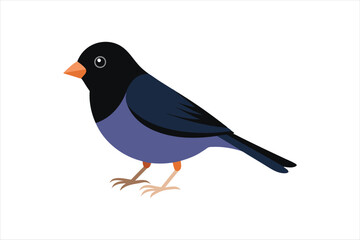  Dark Eyed Junco animal Vector artwork illustration