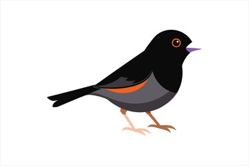  Dark Eyed Junco animal Vector artwork illustration