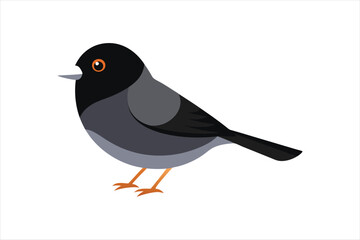  Dark Eyed Junco animal Vector artwork illustration