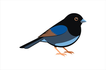 Dark Eyed Junco animal Vector artwork illustration