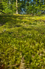 Waldboden mit Moos, grüner Wald
