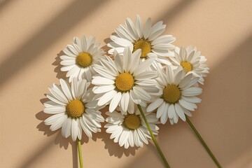 Elegant aesthetic chamomile daisy flowers pattern with sunlight shadows on neutral beige background