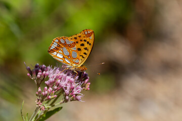 red butterfly on purple flower, Issoria lathonia