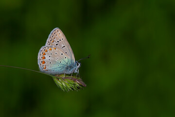 little blue butterfly on grass, Polyommatus icarus