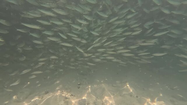 Diving below the ocean surface near tropical Maldives island. Underwater, dense school of small codfish swims, creating vibrant and lively marine scene, showcasing the rich underwater biodiversity.