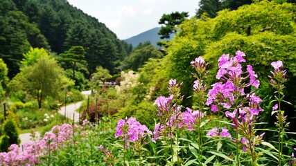 Fototapeta premium A view of the Morning Calm Arboretum in the middle of summerPark, flowers, wild flowers, travel, summer, vacation,
