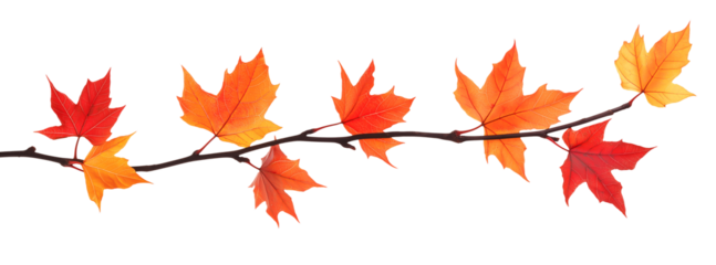 autumn maple leaves isolated on white transparent background. cut out
