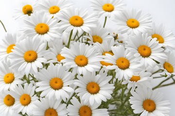Fototapeta premium Seaside daisy flowers on white background, AI Generated