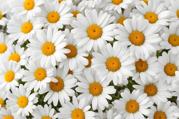 Fototapeta premium Seaside daisy flowers on white background, AI Generated