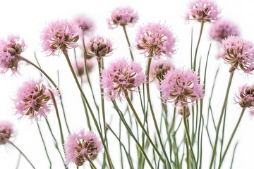 Naklejka premium Sea thrift flowers on white background, AI Generated