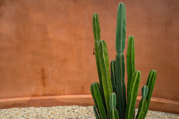 San Pedro cactus is intertwined with Andean culture and traditional medicine and shamanic rituals....