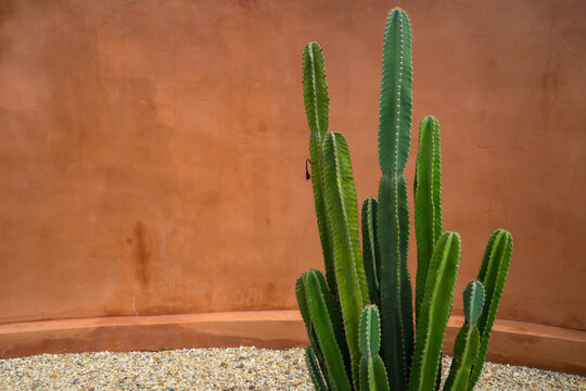 San Pedro cactus is intertwined with Andean culture and traditional medicine and shamanic rituals. When fully grown there will be flowers and fruits. Big cactus in front of the sage color wall. 