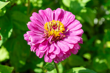 Obraz premium Zinnia de color rosa
