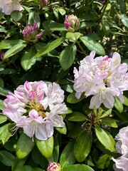 pink and white lilac