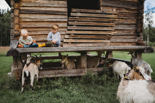 Young boys on wooden house in Forest wild goats Norway