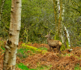 deer in the woods, Padley Gorge